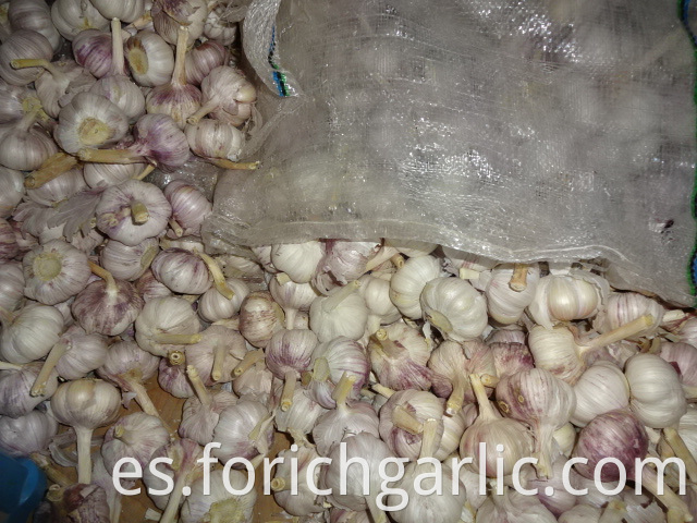 High Quality Fresh Garlic